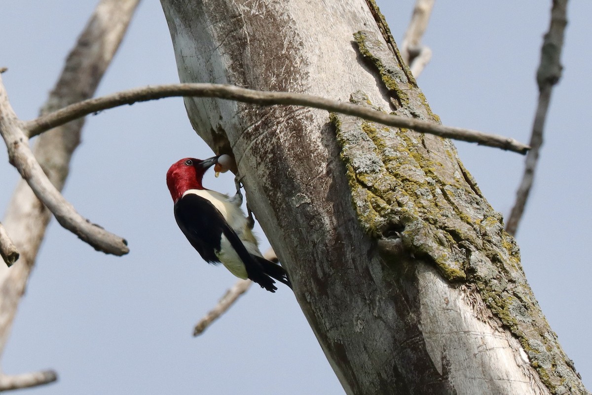 Red-headed Woodpecker - ML620040556