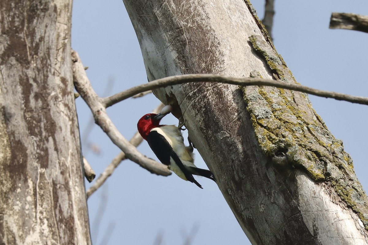 Red-headed Woodpecker - ML620040557