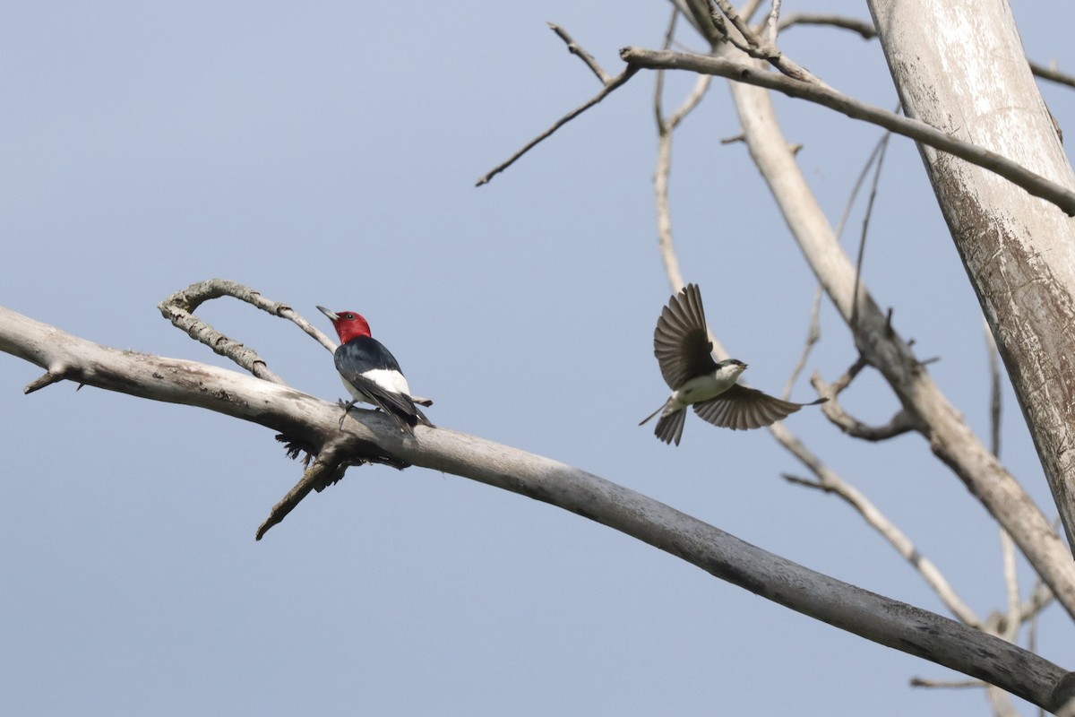 Red-headed Woodpecker - ML620040558