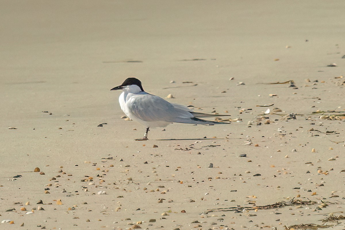 Gull-billed Tern - Reuben Rohn