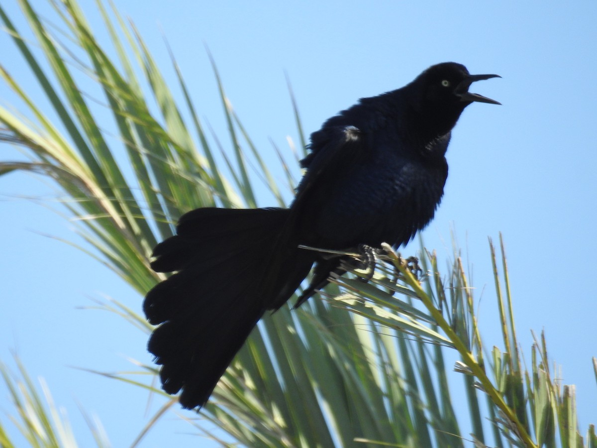 Great-tailed Grackle - ML620040561