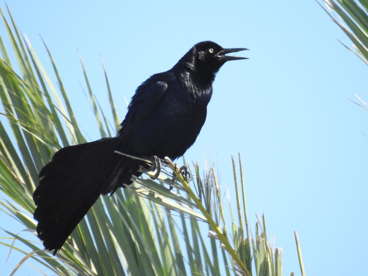 Great-tailed Grackle - ML620040562