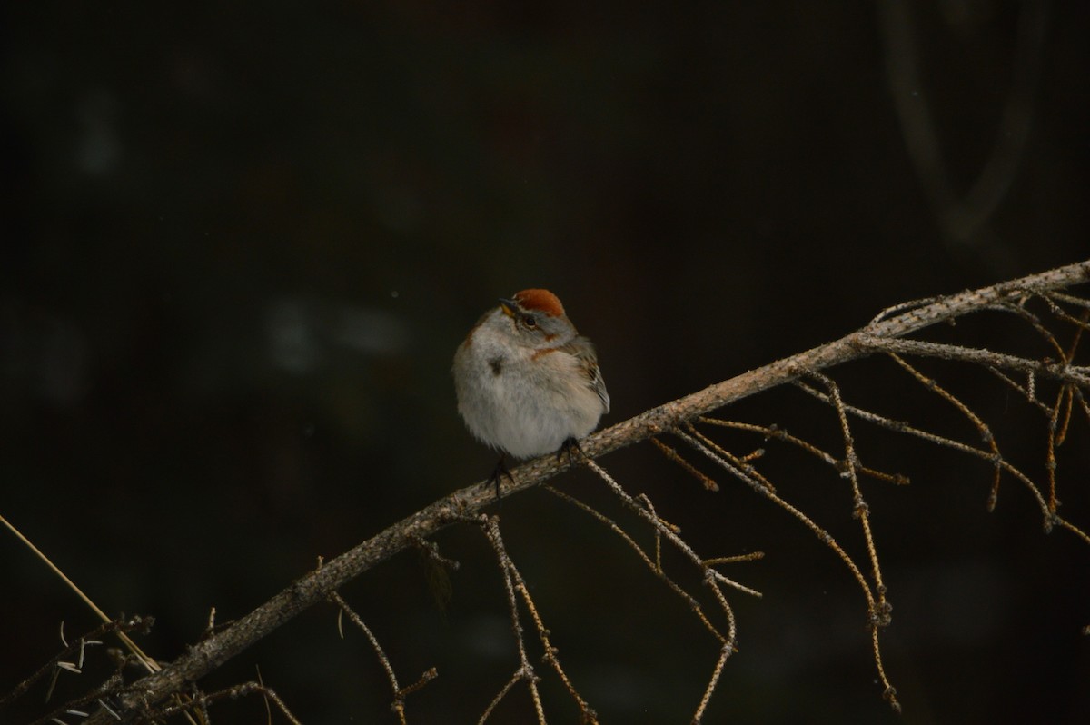 American Tree Sparrow - ML620040571