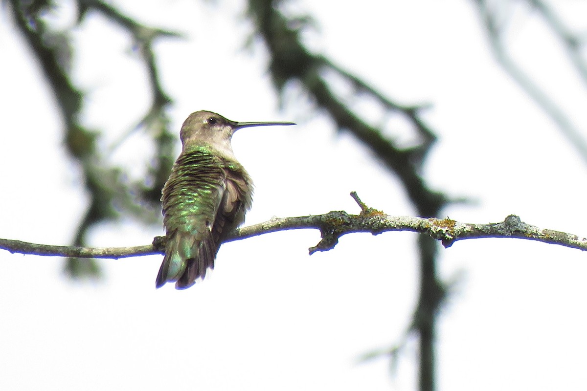 Black-chinned Hummingbird - ML620040572