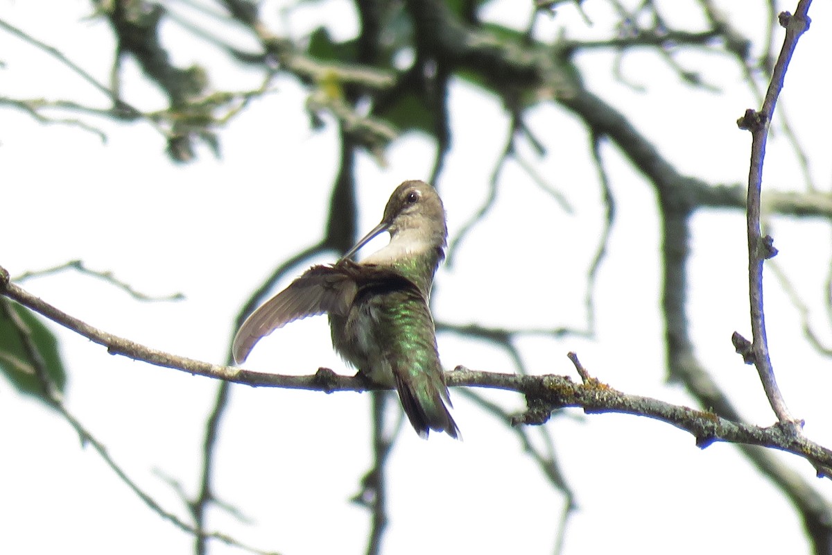 Black-chinned Hummingbird - ML620040573