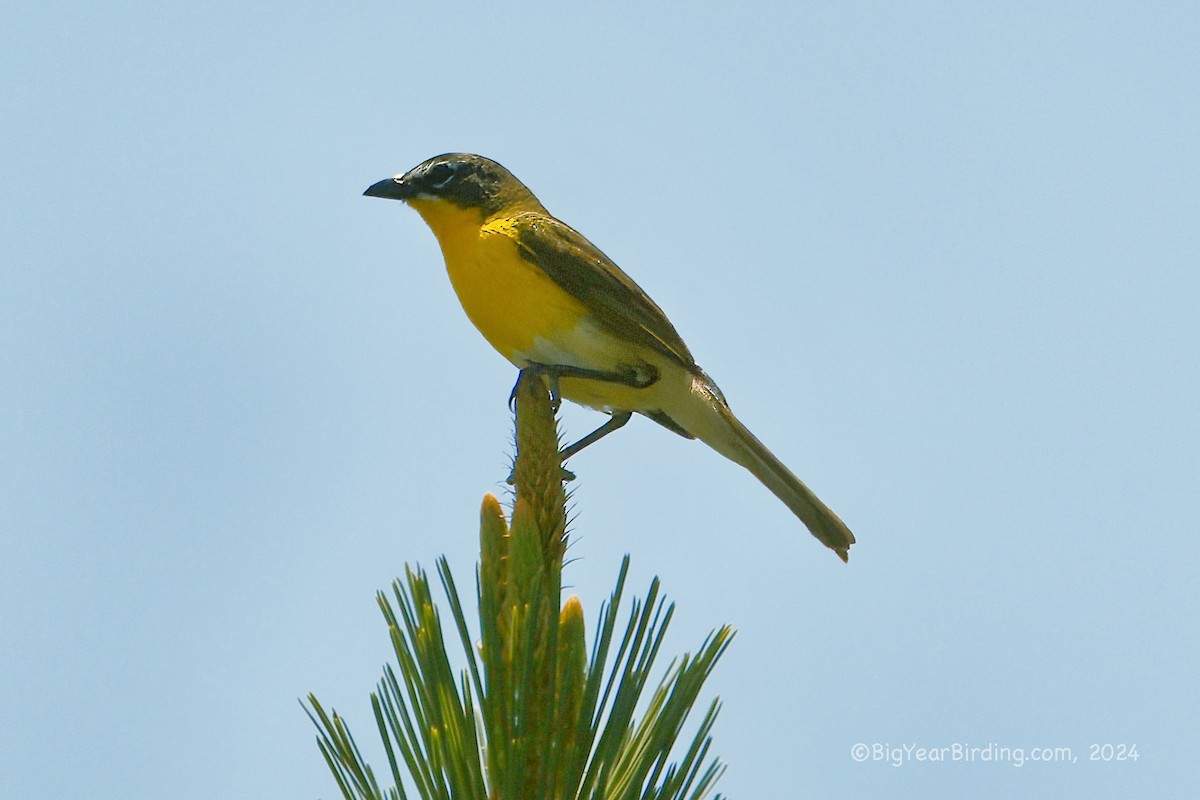 Yellow-breasted Chat - ML620040574