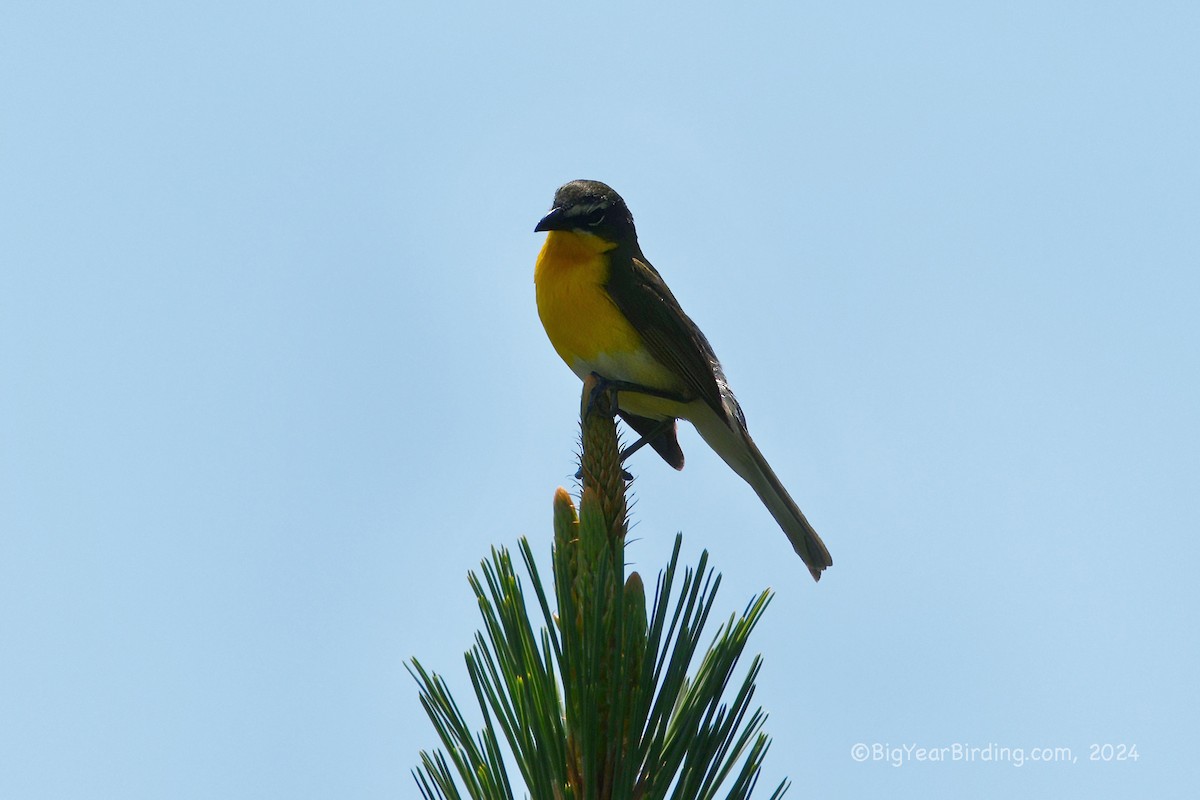 Yellow-breasted Chat - ML620040576