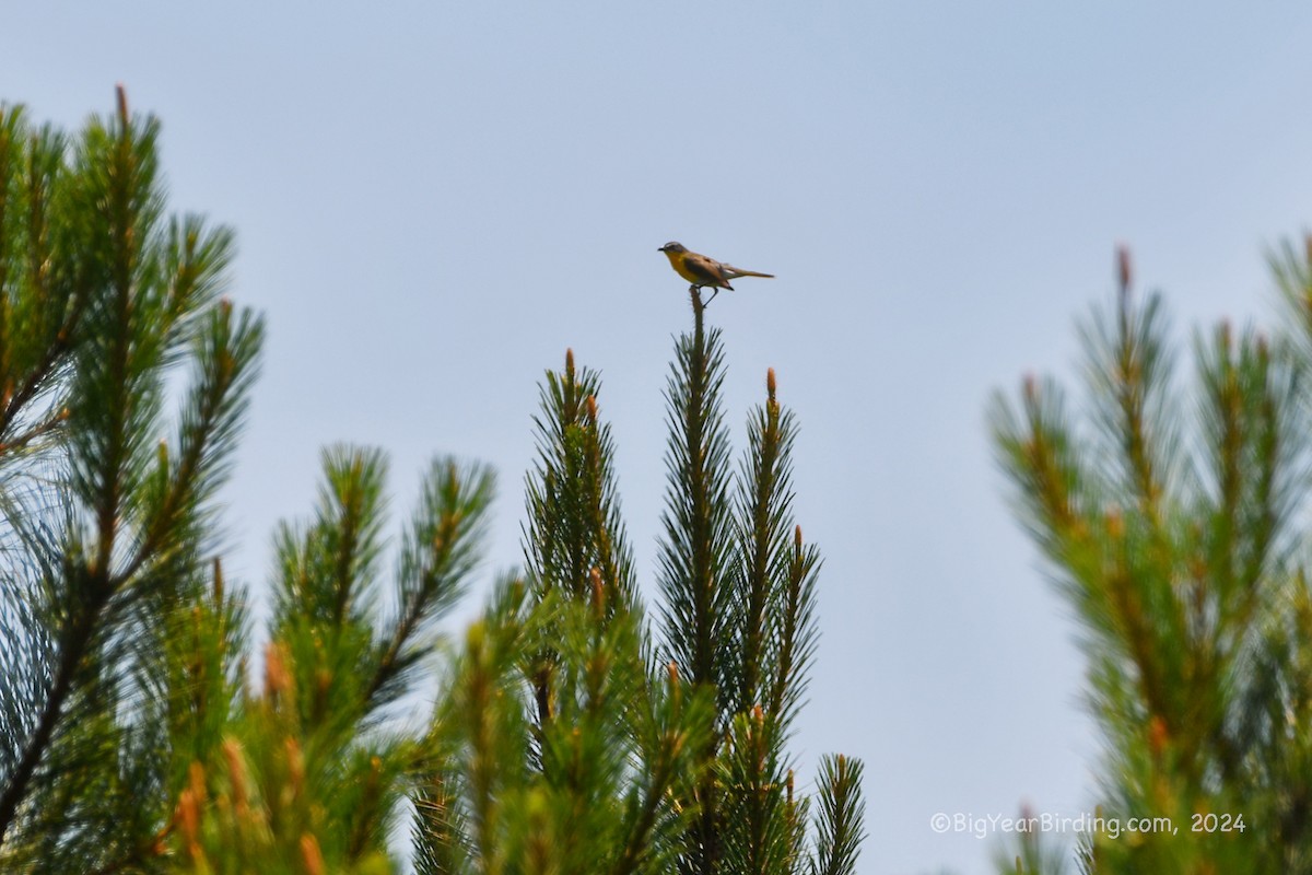 Yellow-breasted Chat - Ethan Whitaker