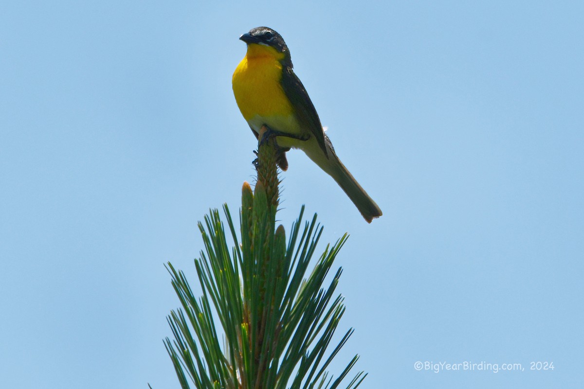 Yellow-breasted Chat - ML620040578