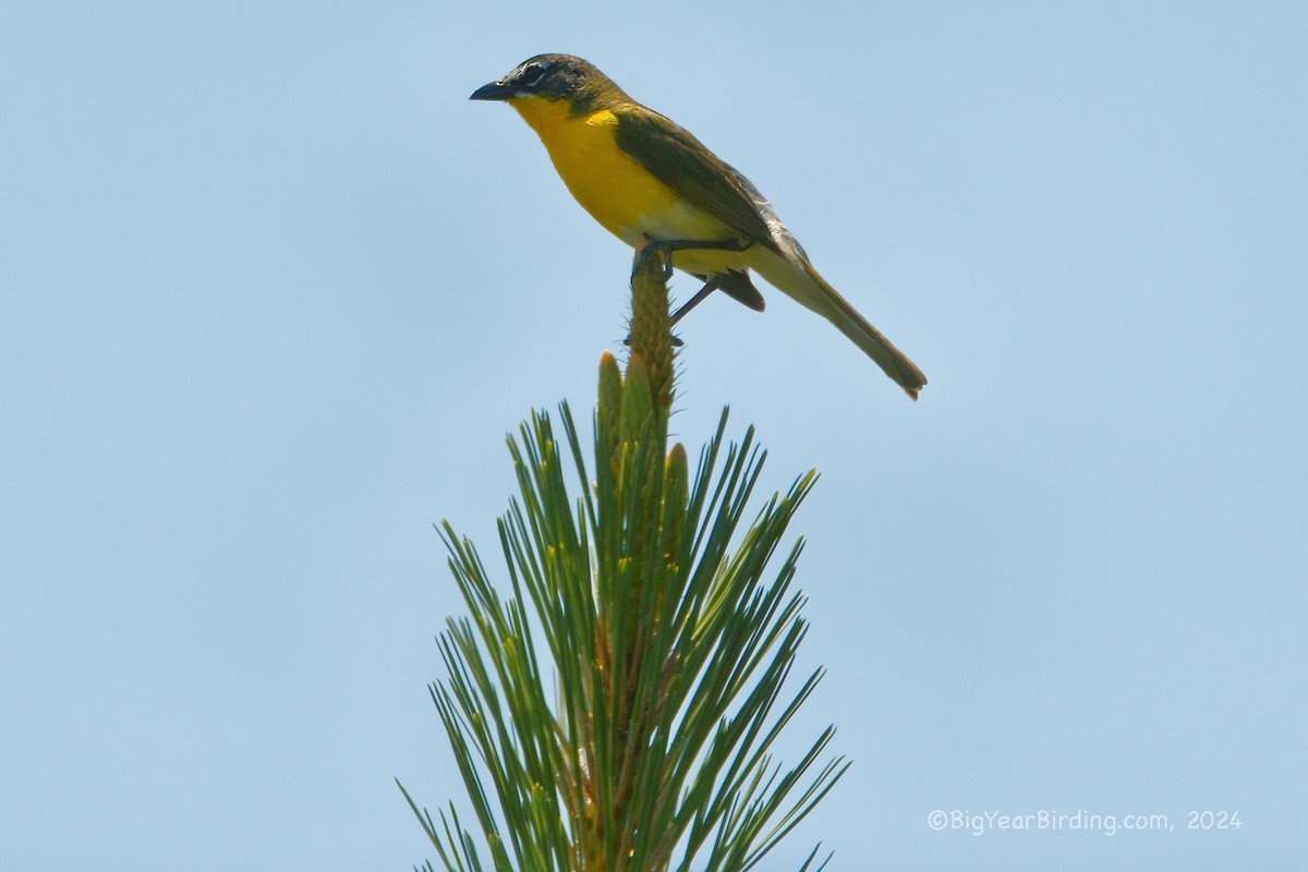 Yellow-breasted Chat - ML620040579