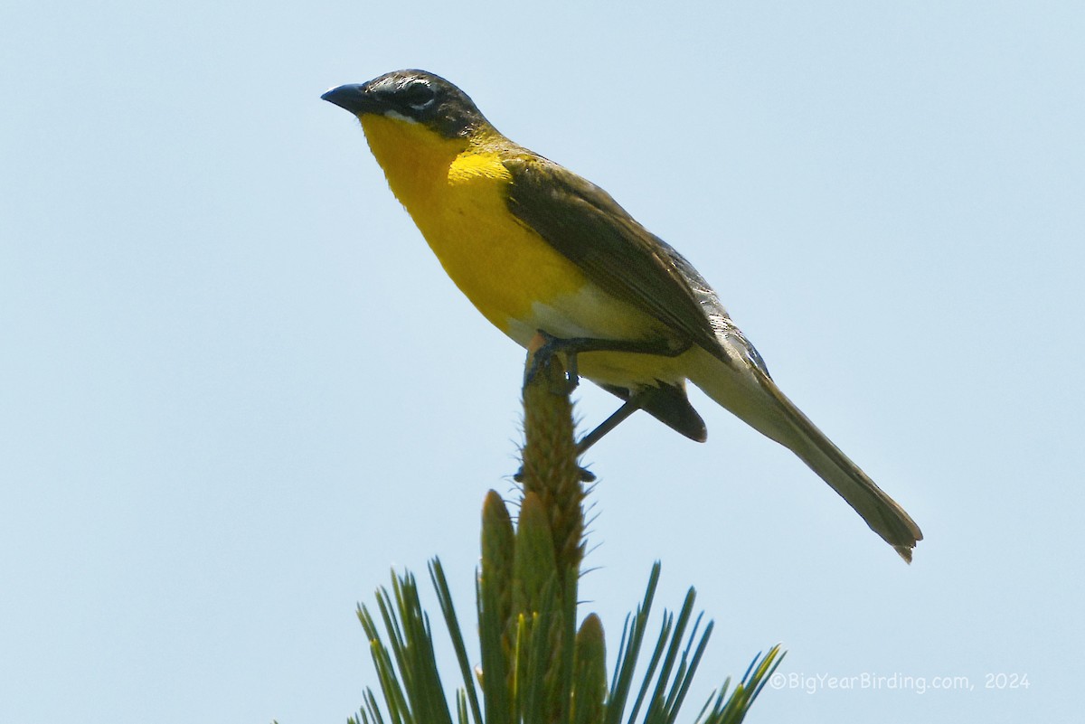 Yellow-breasted Chat - ML620040580
