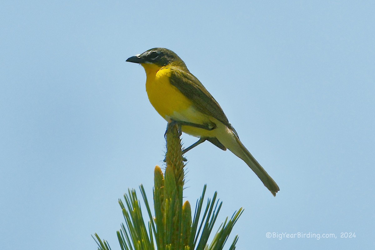 Yellow-breasted Chat - ML620040581