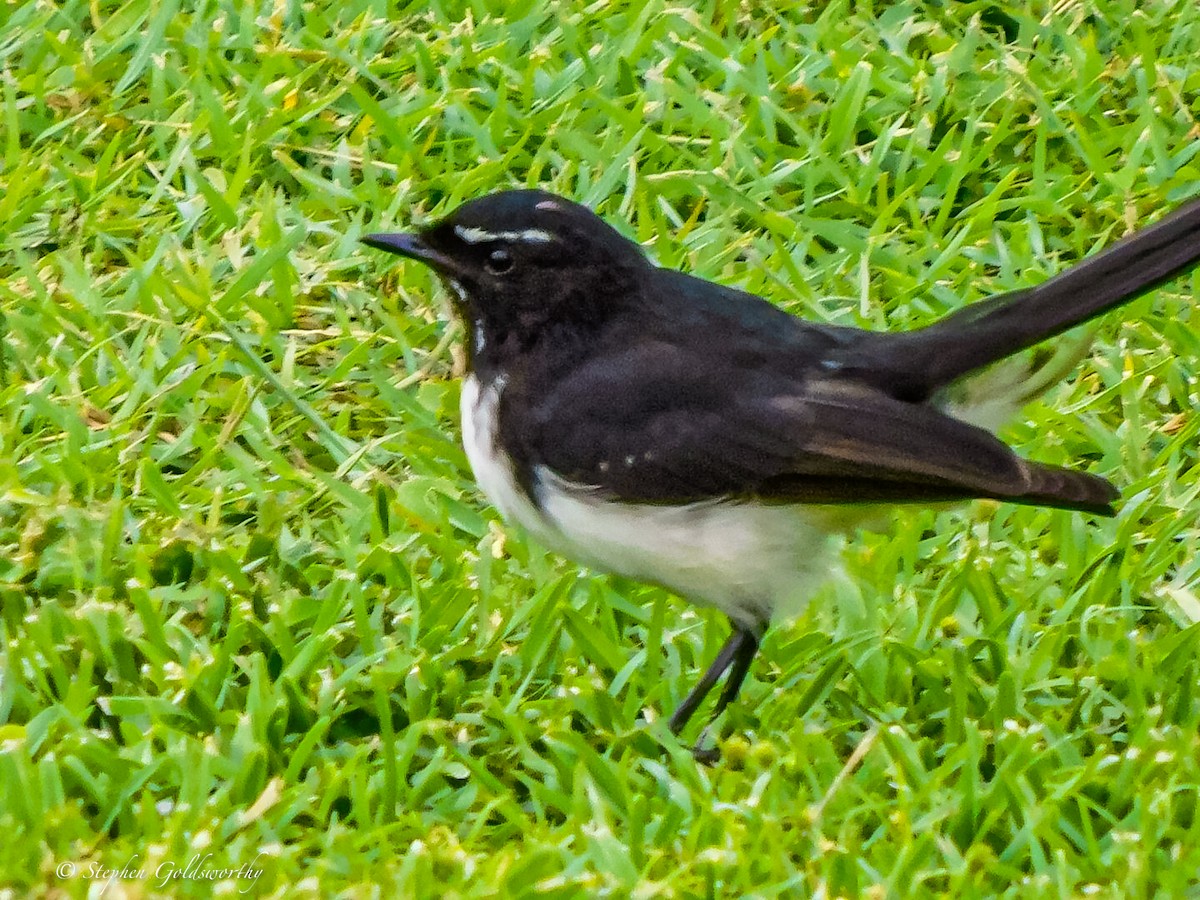 Willie-wagtail - ML620040587