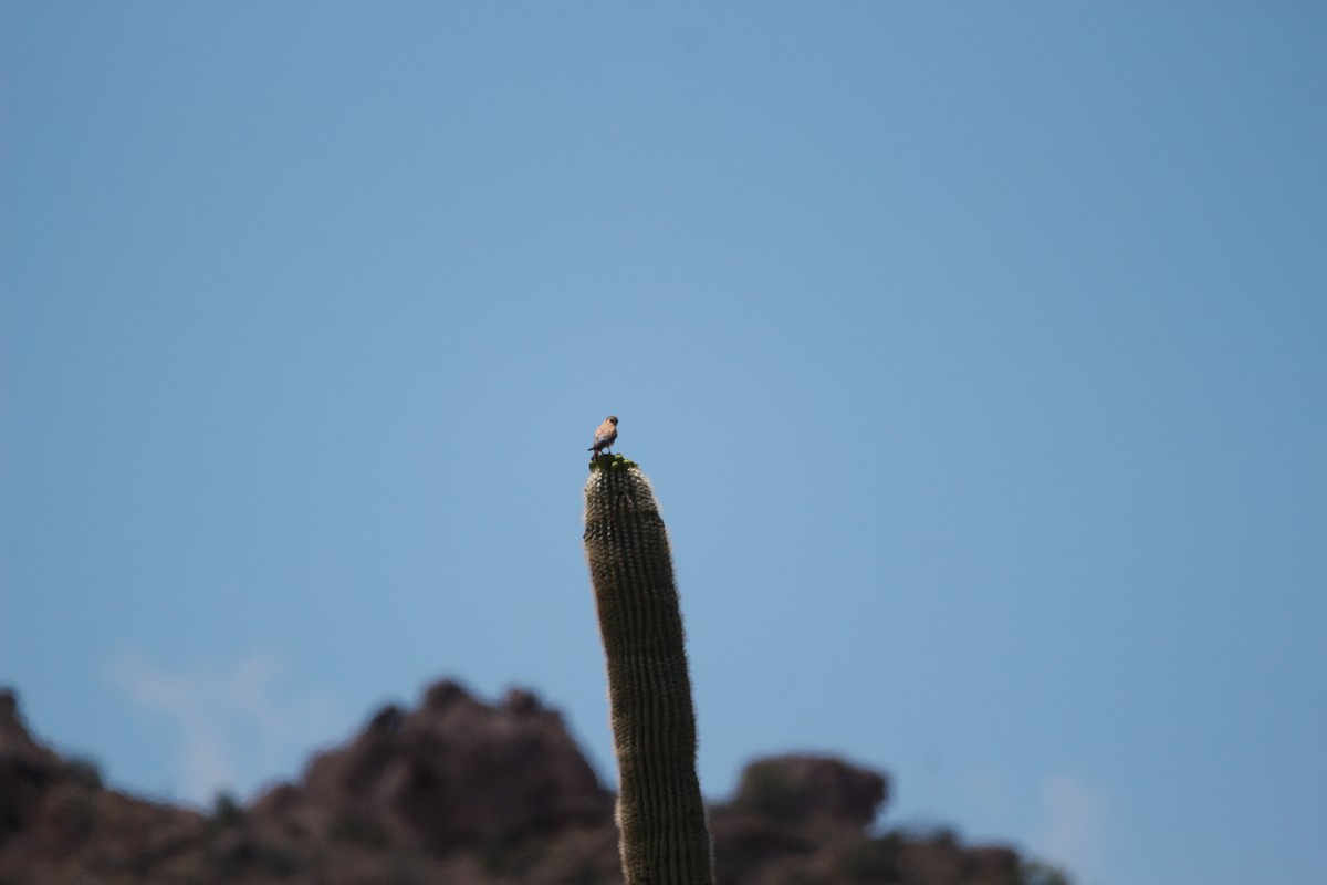 American Kestrel - ML620040598