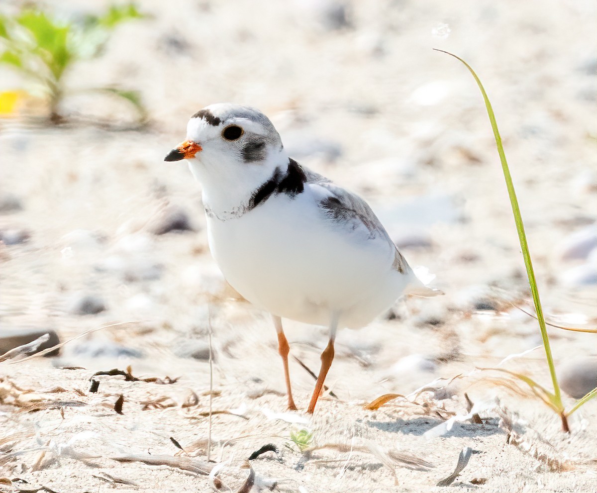 Piping Plover - ML620040604