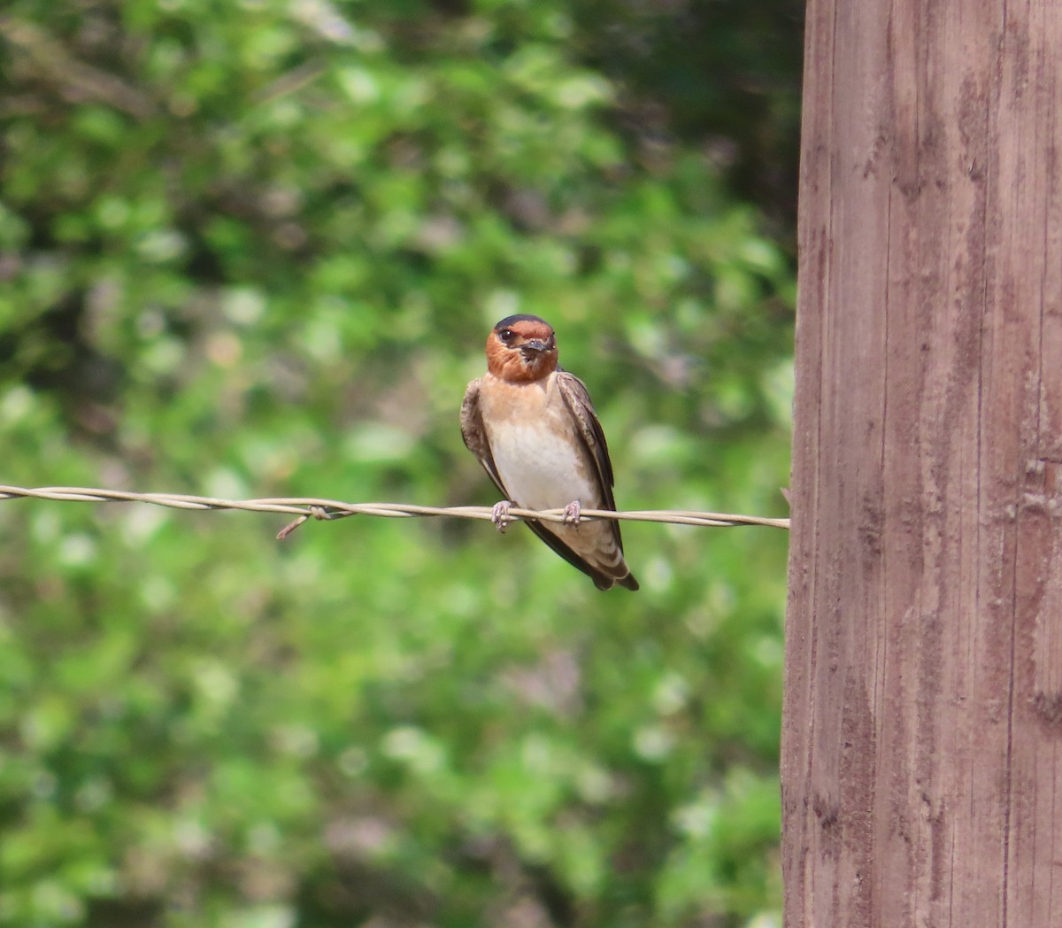 Cave Swallow - ML620040608