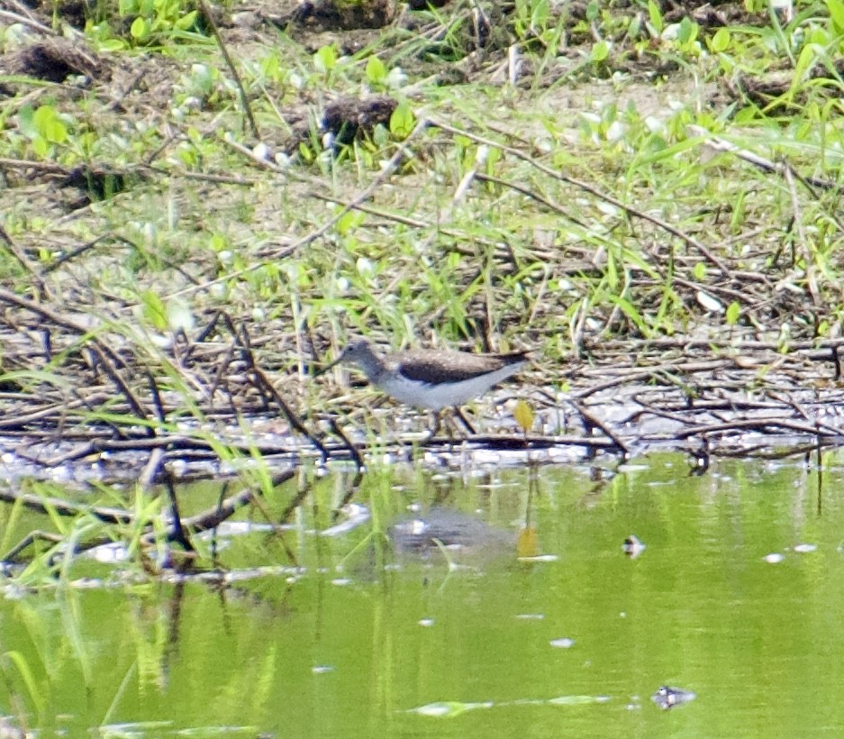 Solitary Sandpiper - ML620040612