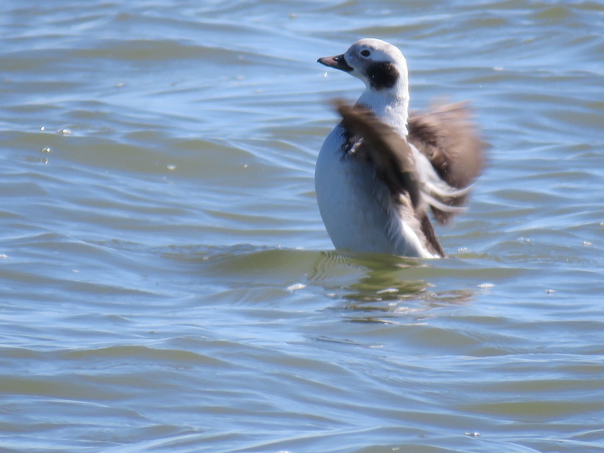 Long-tailed Duck - ML620040634