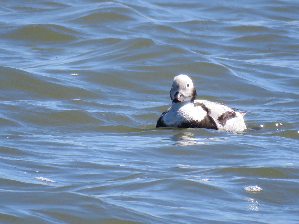 Long-tailed Duck - ML620040635