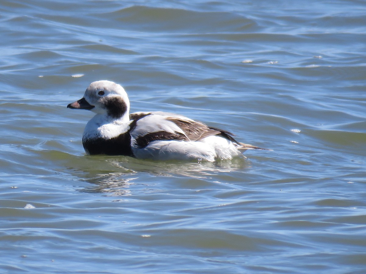 Long-tailed Duck - ML620040636