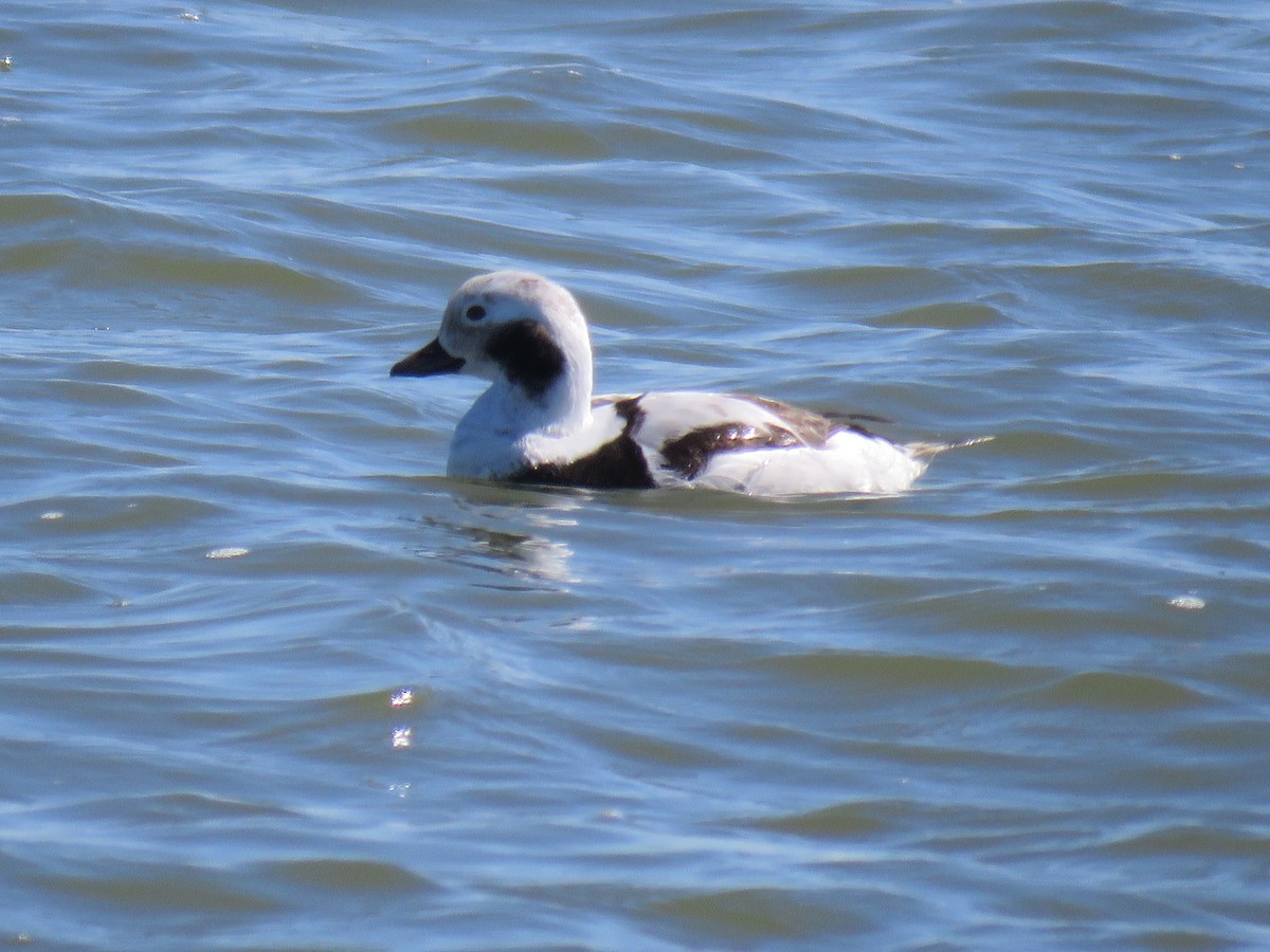 Long-tailed Duck - ML620040637