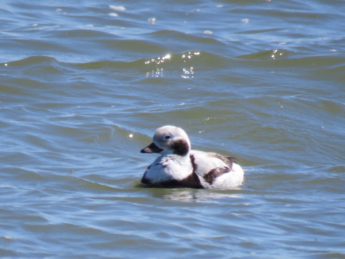 Long-tailed Duck - ML620040638