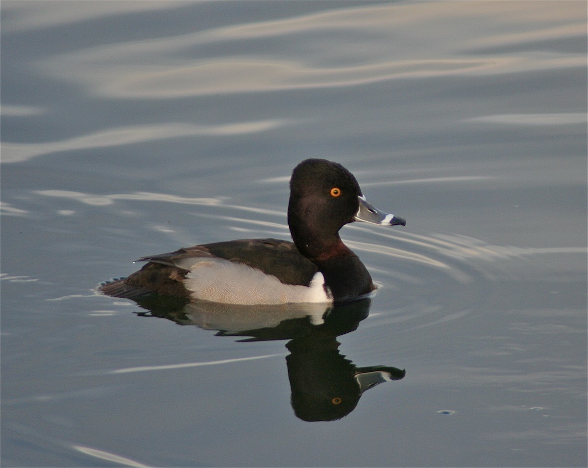 Ring-necked Duck - Jamie Adams