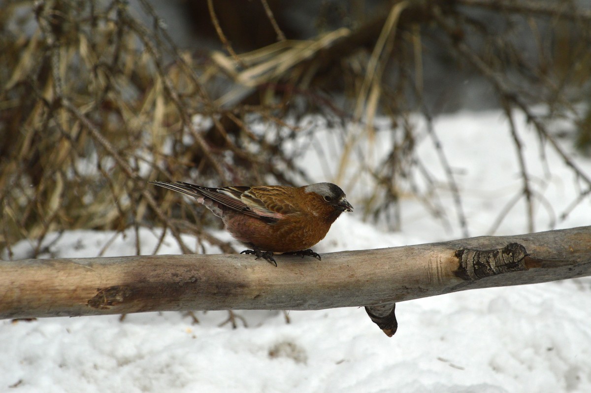 Gray-crowned Rosy-Finch - ML620040663