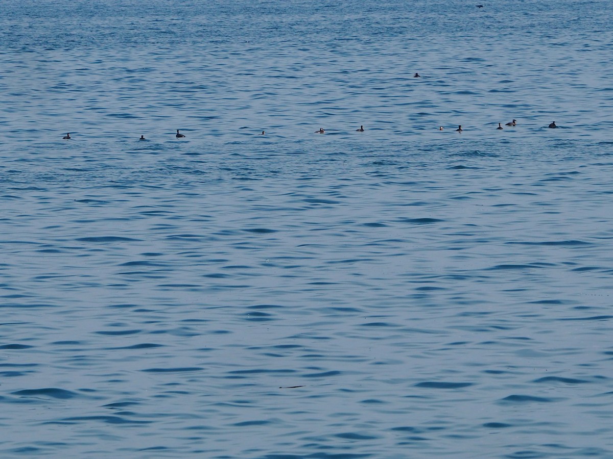 potápka rudokrká - ML620040670