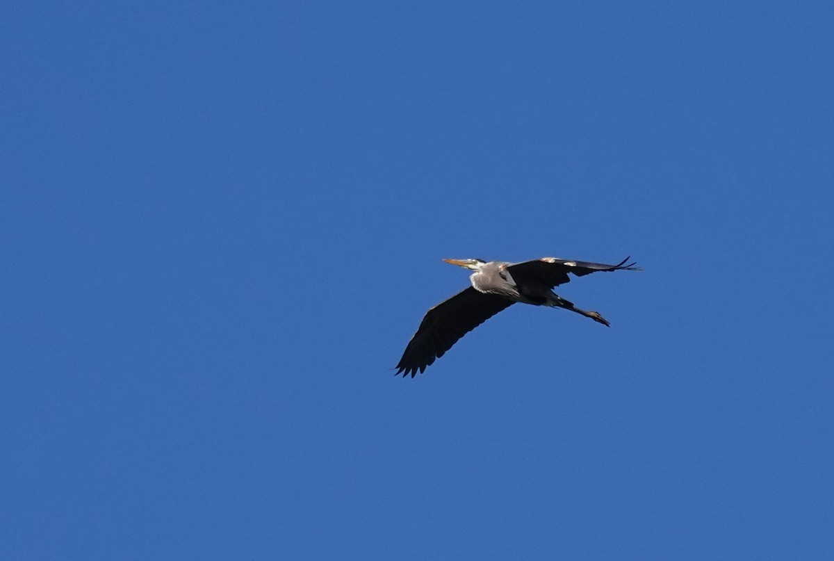 Great Blue Heron - ML620040687