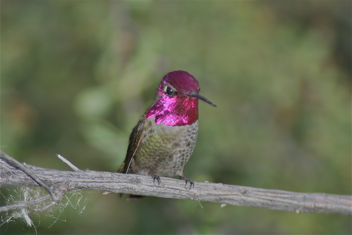 Anna's Hummingbird - ML620040690