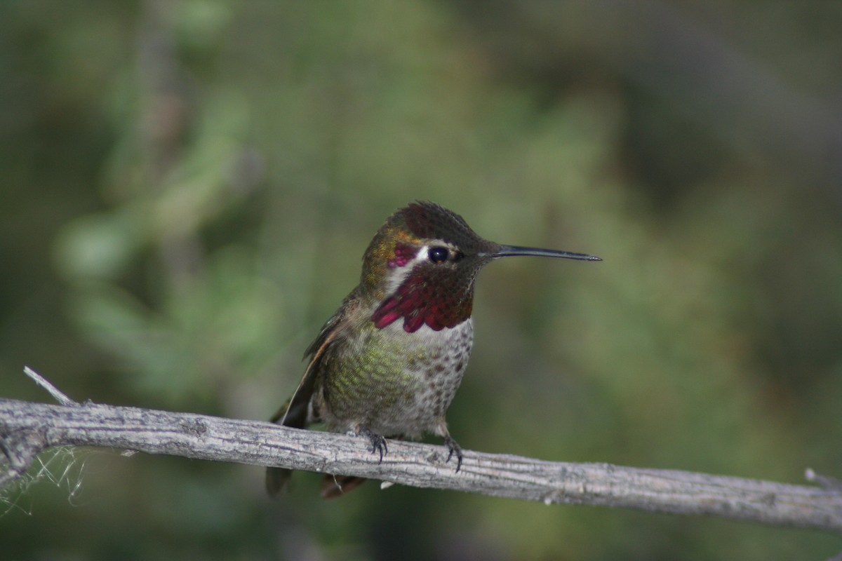 Anna's Hummingbird - ML620040691