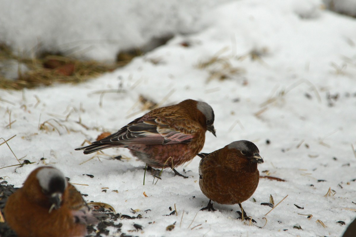 Schwarzstirn-Schneegimpel - ML620040692