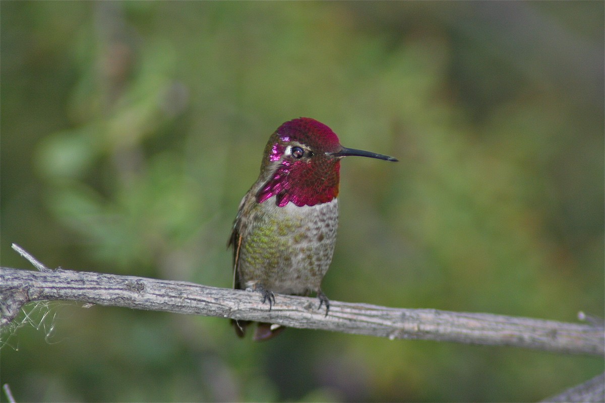 Anna's Hummingbird - ML620040694