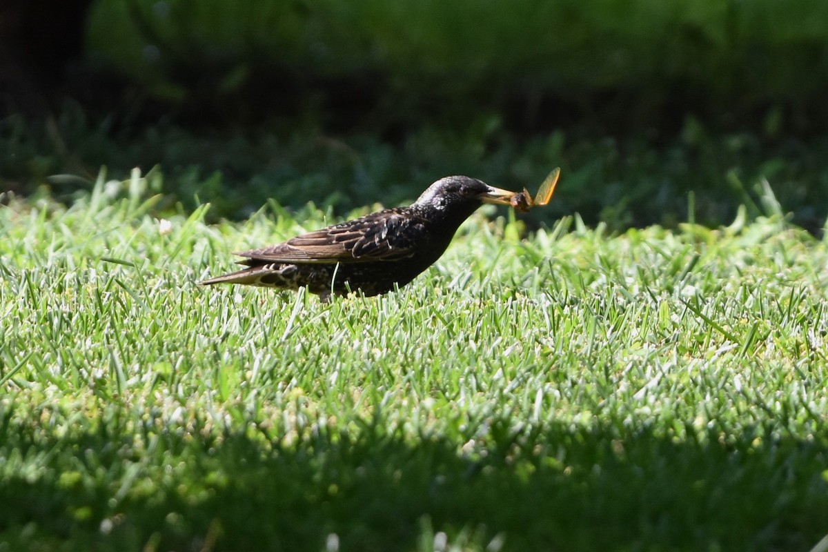 European Starling - ML620040695