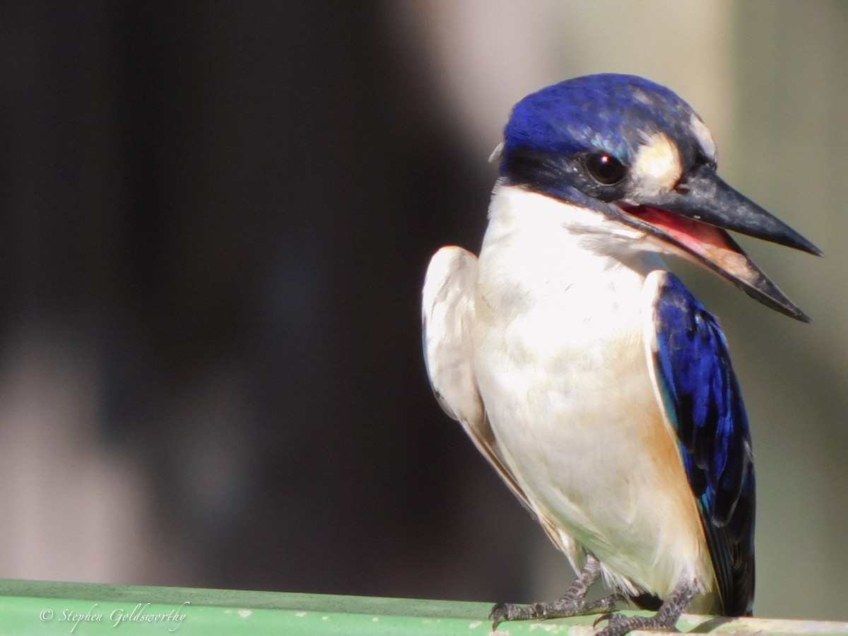 Forest Kingfisher - ML620040698