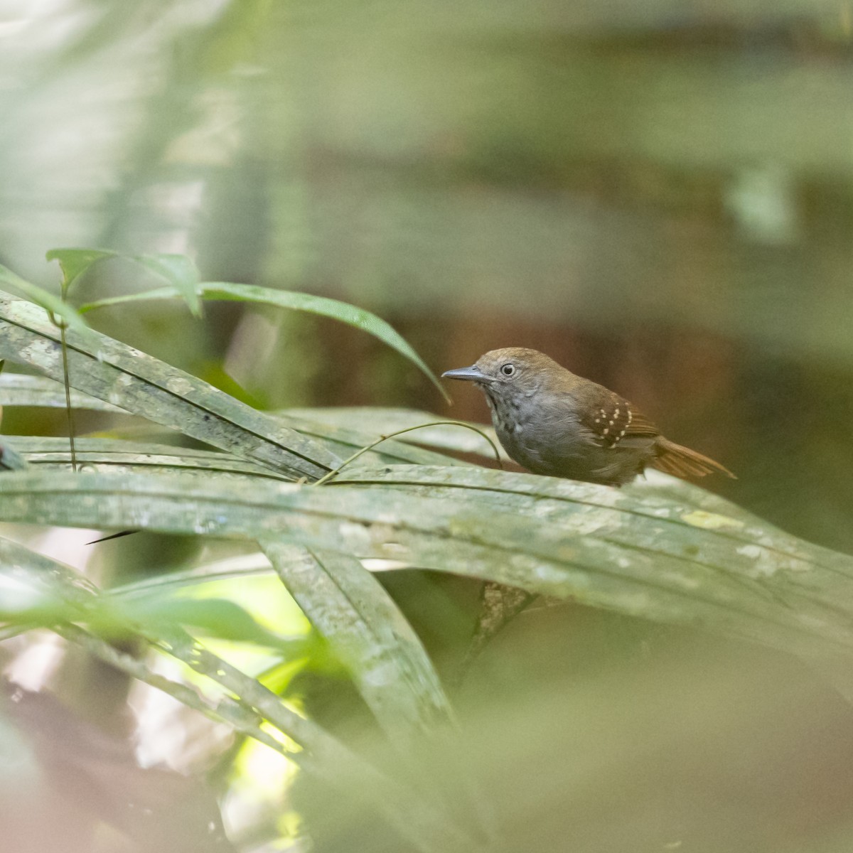 Brown-bellied Stipplethroat - ML620040765