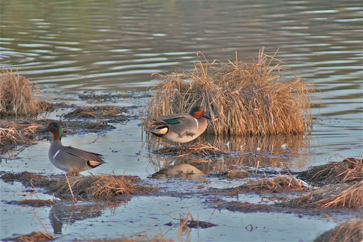 Green-winged Teal - ML620040785