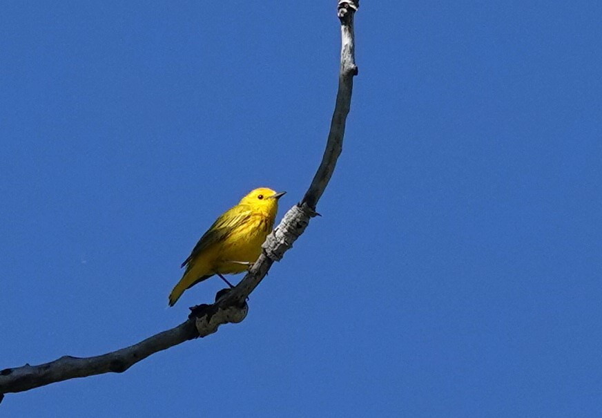 Yellow Warbler - ML620040786