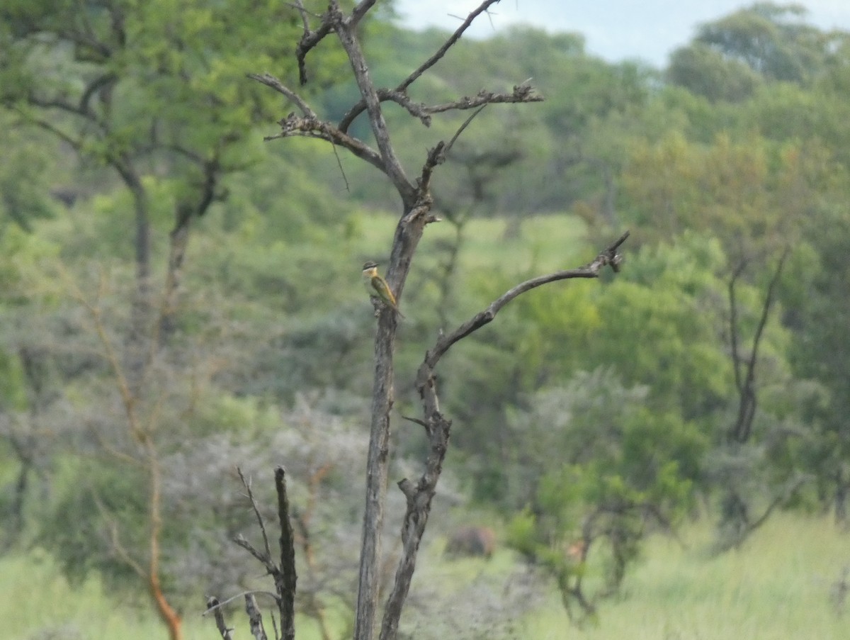 Madagascar Bee-eater - ML620040791