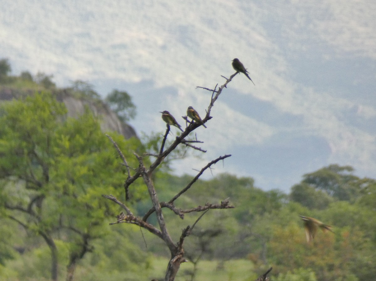 Madagascar Bee-eater - ML620040792