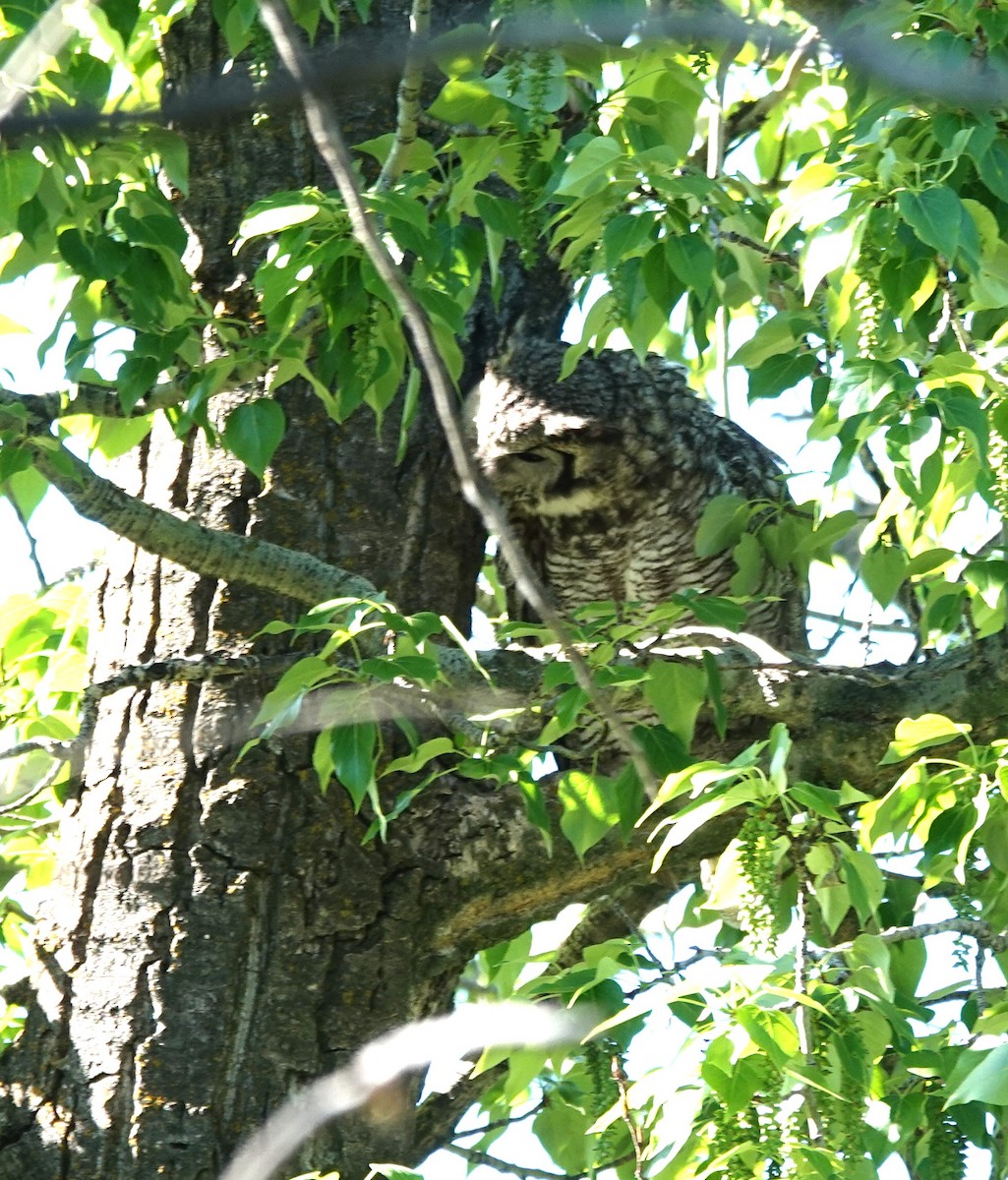 Great Horned Owl - ML620040799