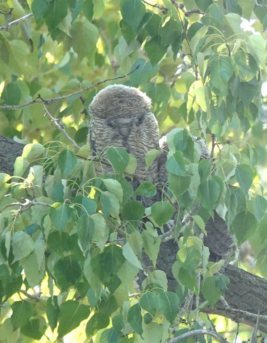 Great Horned Owl - ML620040803