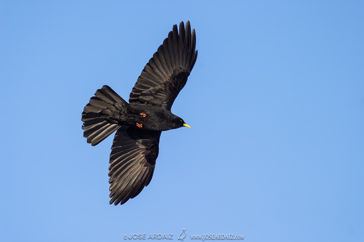 Yellow-billed Chough - ML620040806