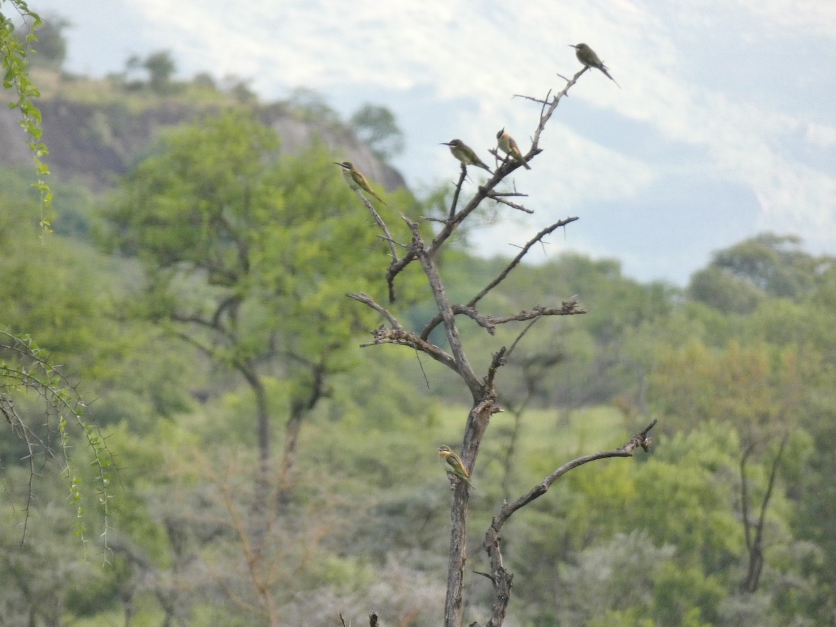 Madagascar Bee-eater - ML620040809