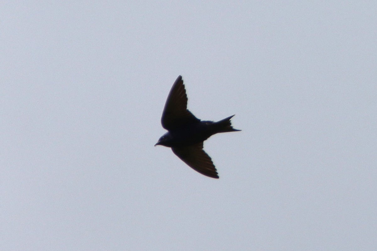 Purple Martin - ML620040828