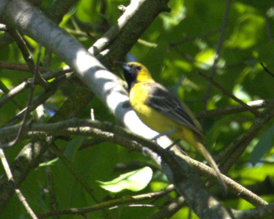 Orchard Oriole - ML620040835