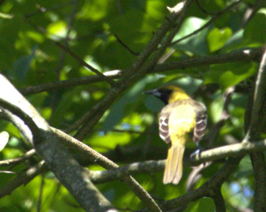 Orchard Oriole - ML620040836