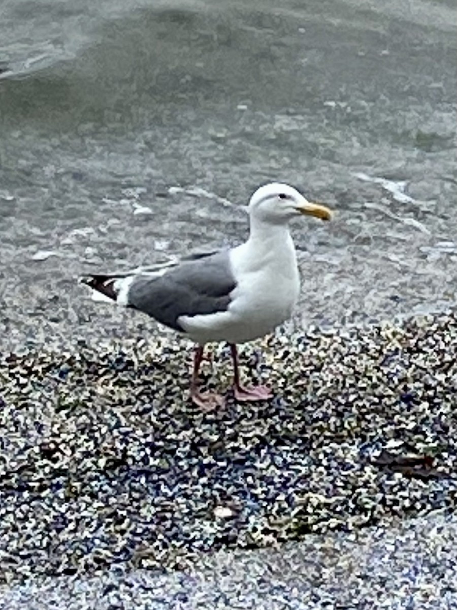 Gaviota Californiana - ML620040851