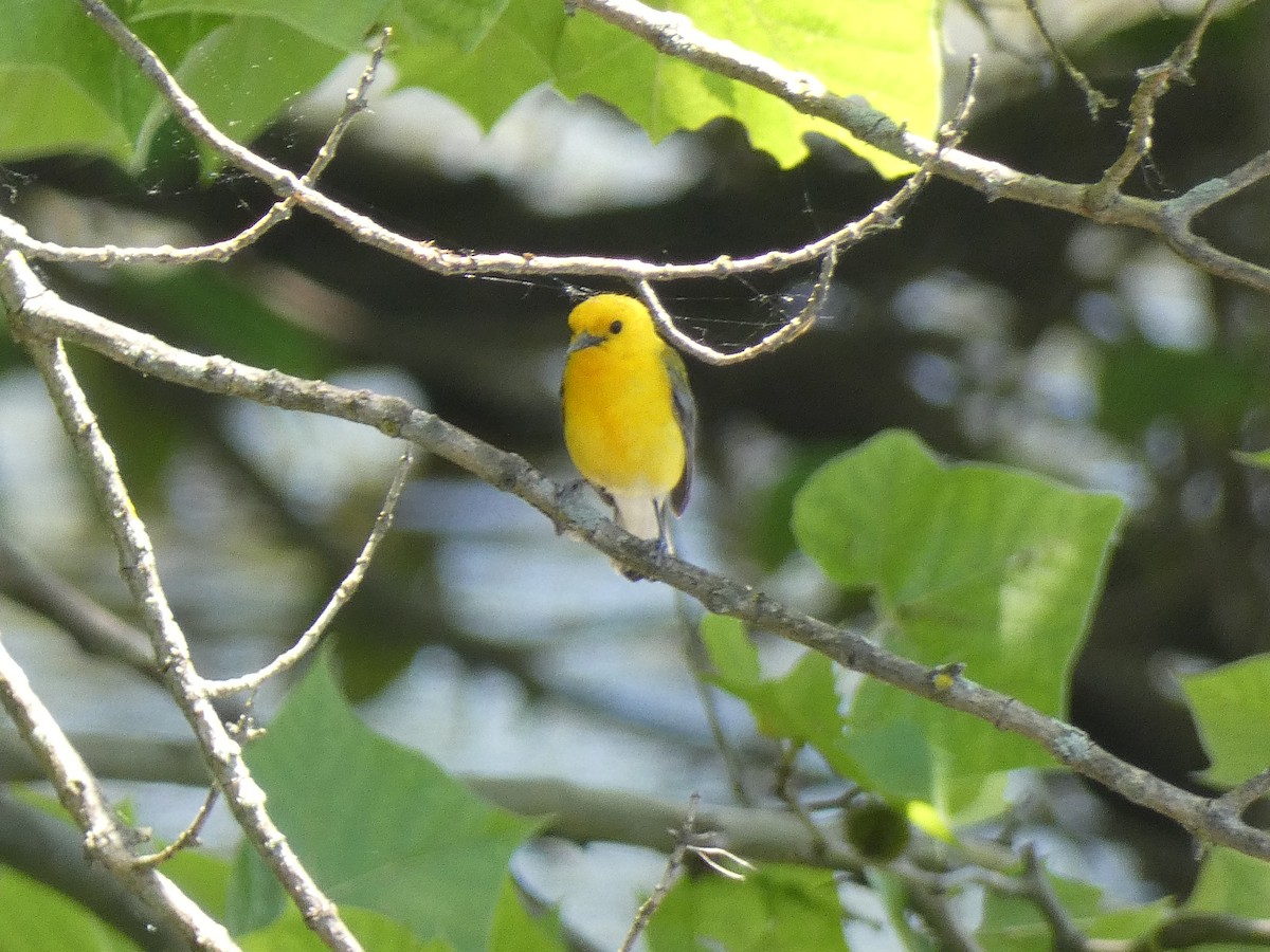Prothonotary Warbler - ML620040853